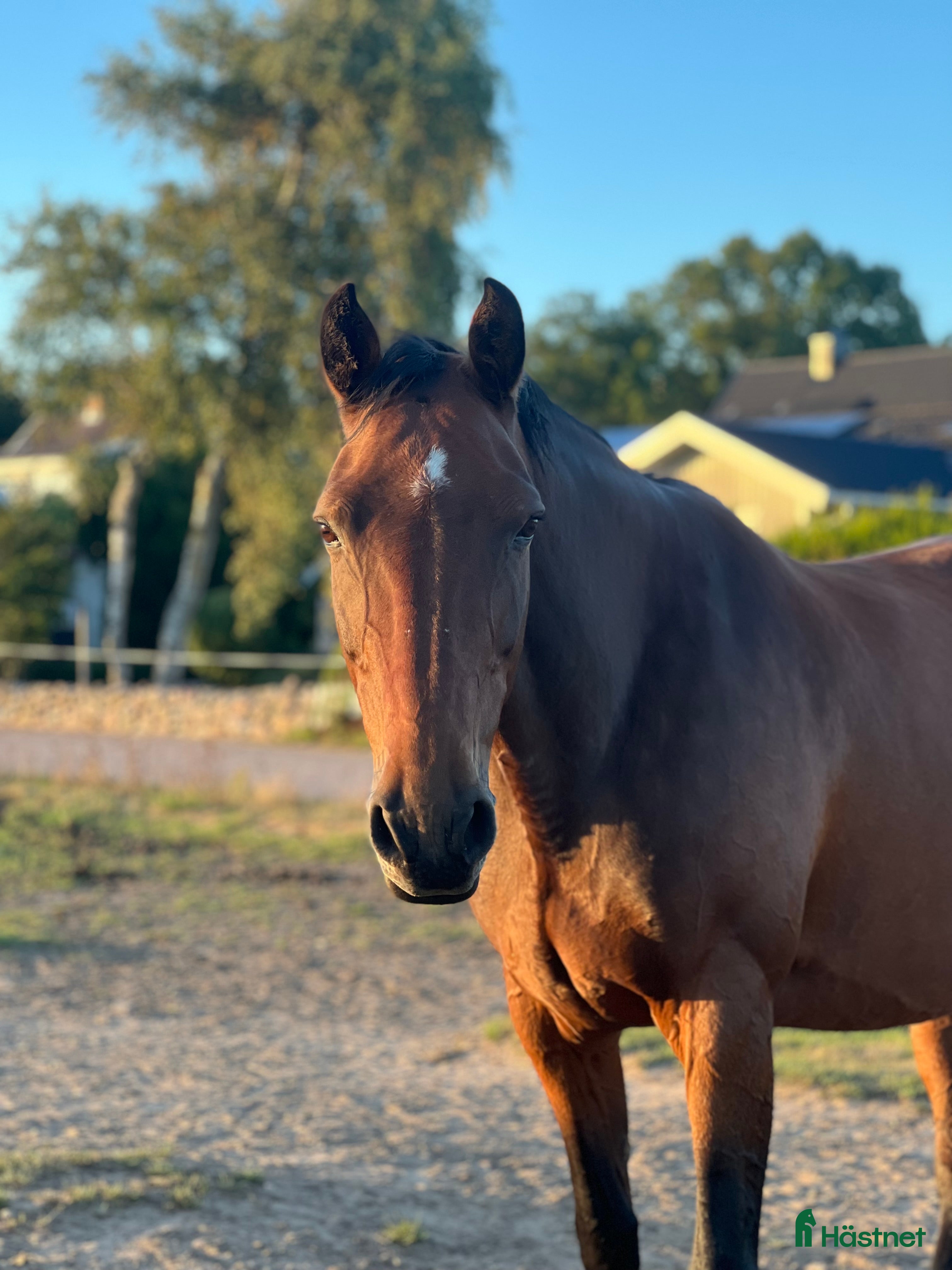  hästar Unghäst sökes i Ängelholm - Annons 10