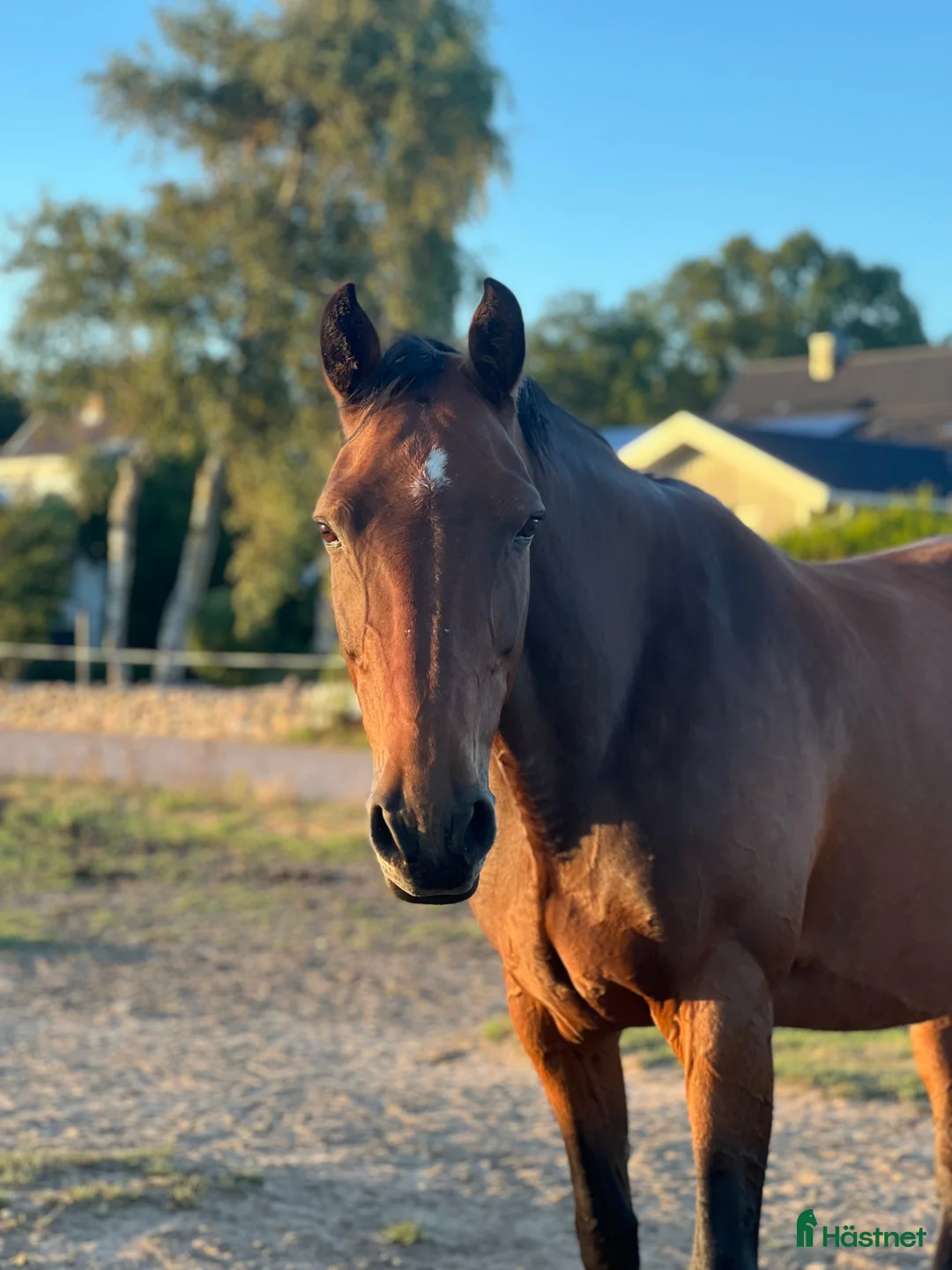 Hoppning hästar sökes: Unghäst sökes i Ängelholm - Annons 1