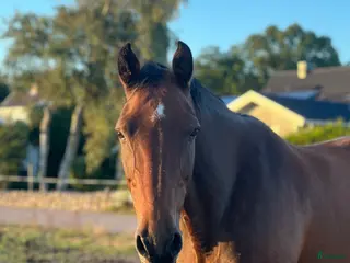 hästar Unghäst sökes i Ängelholm - Annons 10