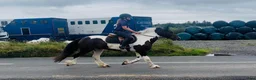 Allround hästar till salu: Coloured D pony - Annons 15