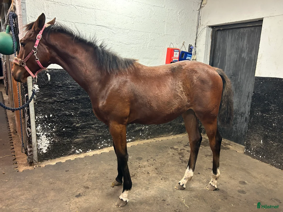 Övrigt hästar till salu: Avelssto/skogsmulle & sto åring - Annons 2