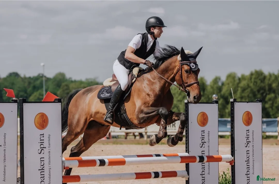 Hoppning hästar till salu: Trevlig val e hiphop med rutin 130 - Annons 1