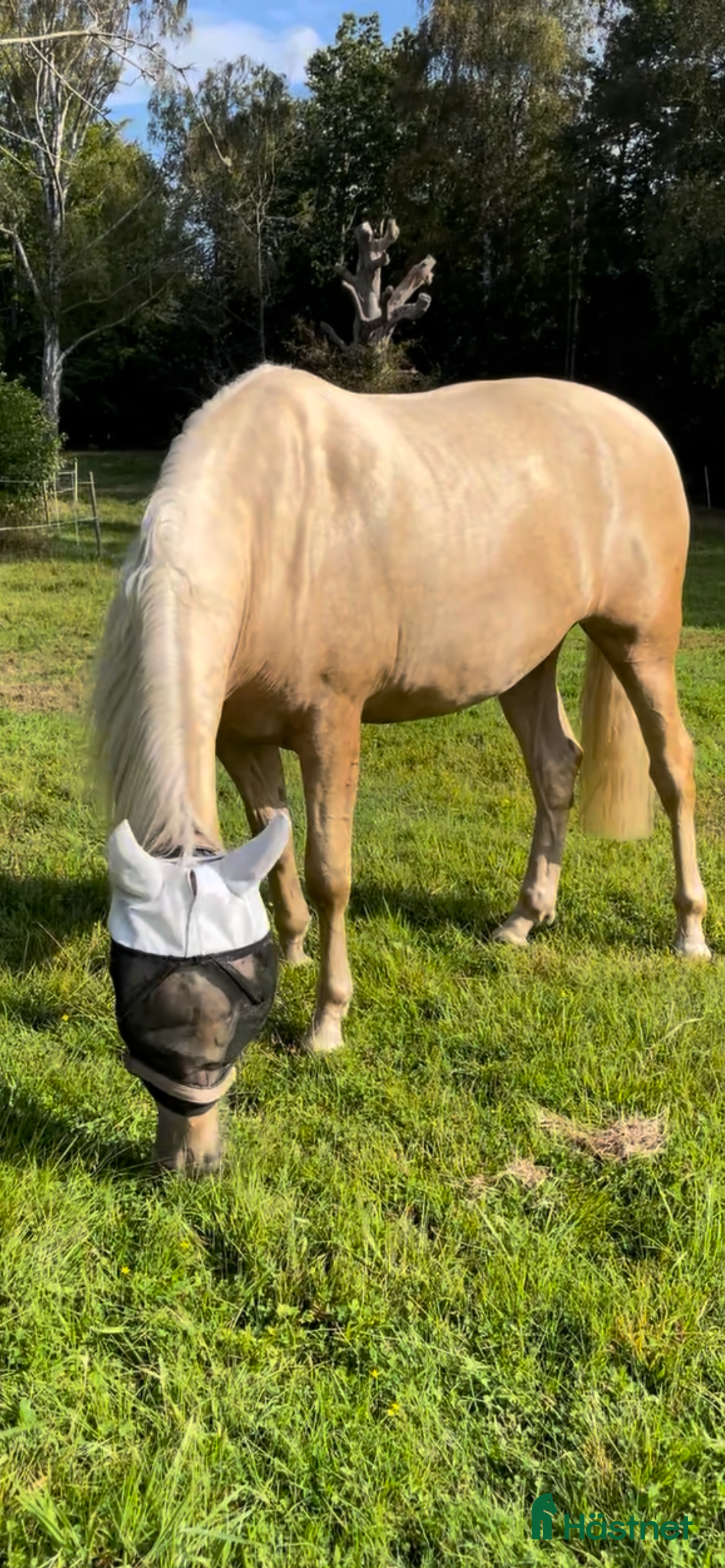 Övrigt hästar till salu: Vacker lyxig PRE med fantastisk potential i Onsala - Annons 6