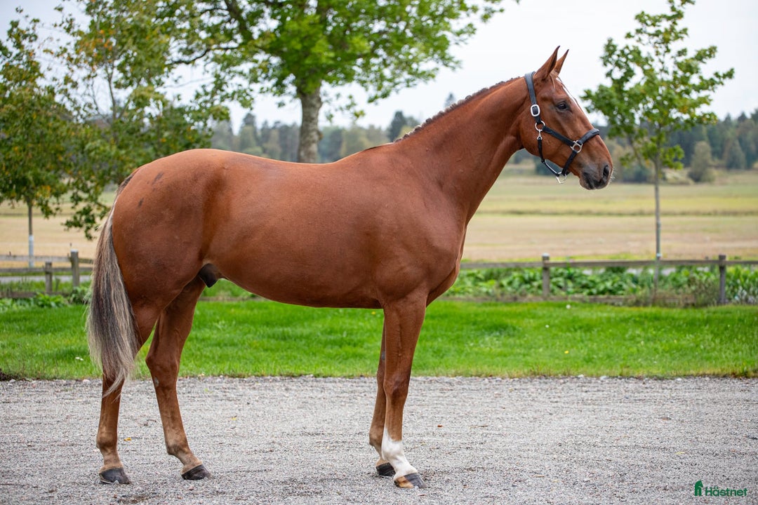 Dressyr hästar till salu: Unghäst med underbart temperament  i Rimbo - Annons 2