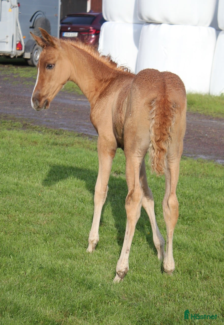  hästar Något utöver det vanliga - Annons 6