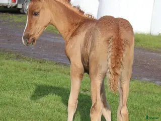 hästar Något utöver det vanliga - Annons 6