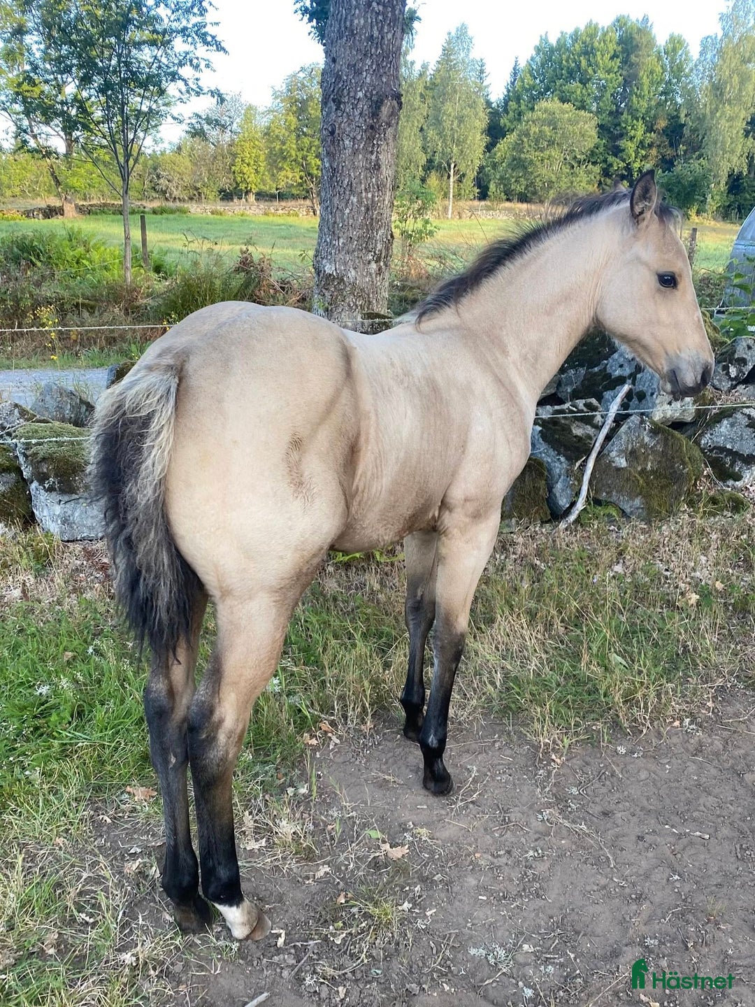 Western hästar till salu: DC Slidin On Sparks i Sävsjö - Annons 2