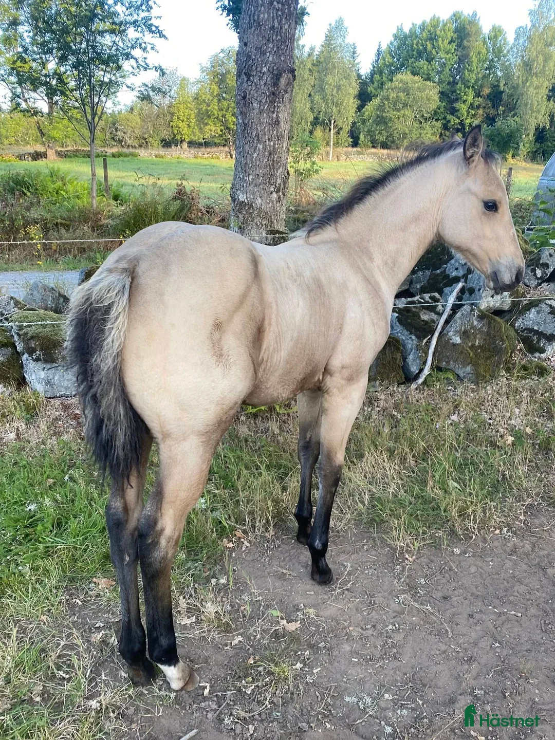 Western hästar till salu: DC Slidin On Sparks i Sävsjö - Annons 2