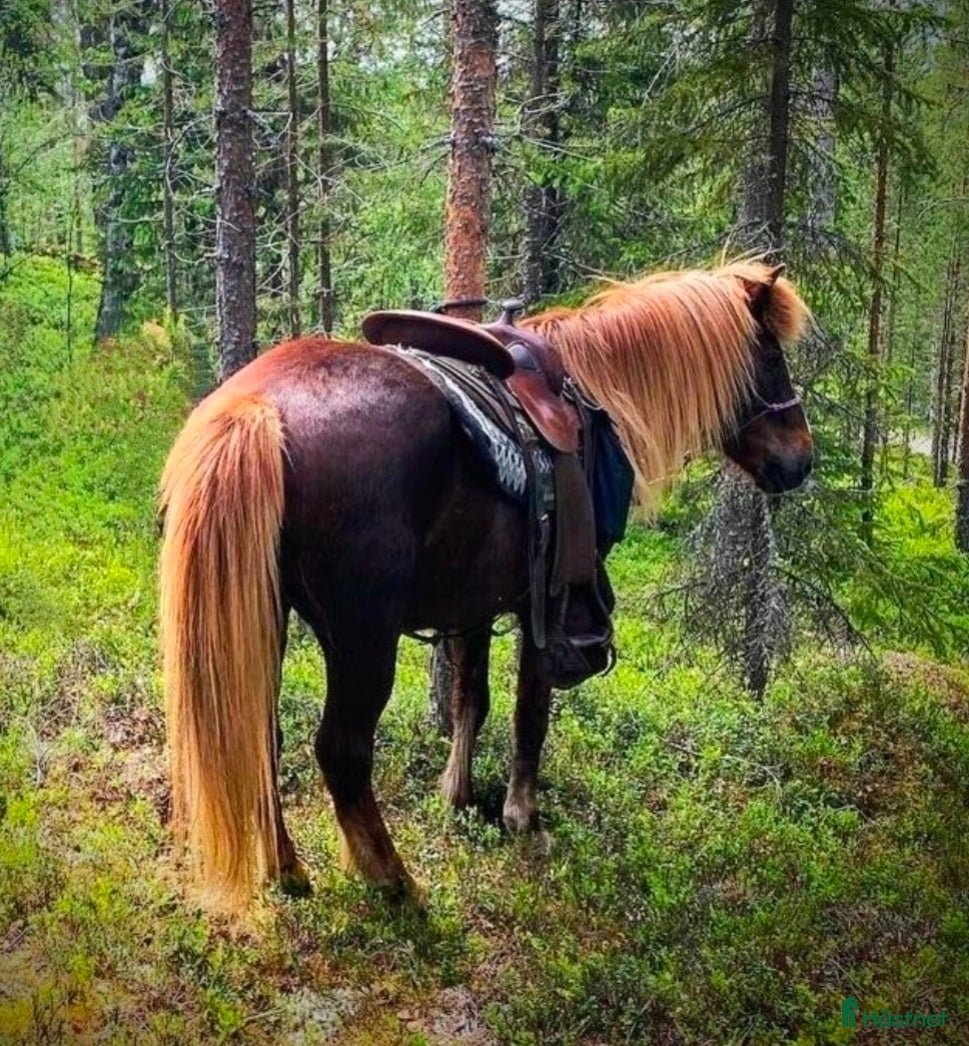  hästar Tryggt och energiskt islandssto i Lycksele - Annons 3
