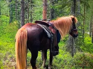 hästar Tryggt och energiskt islandssto i Lycksele - Annons 3