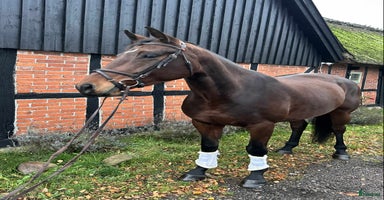  hästar i Sjöbo - Annons 3