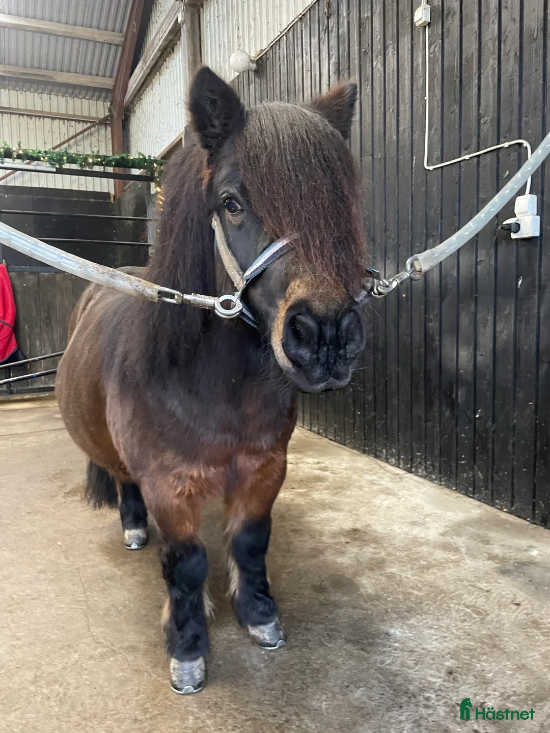 Trav hästar till salu: Travshettis Ysol  - Annons 2