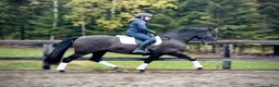 Working Equitation hästar till salu: Vakker PRE vallak etter fantastisk far - Annons 5