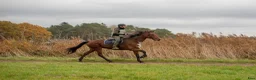 Working Equitation hästar till salu: Höwings Unicorn mångsidig valack i Göteborg - Annons 5