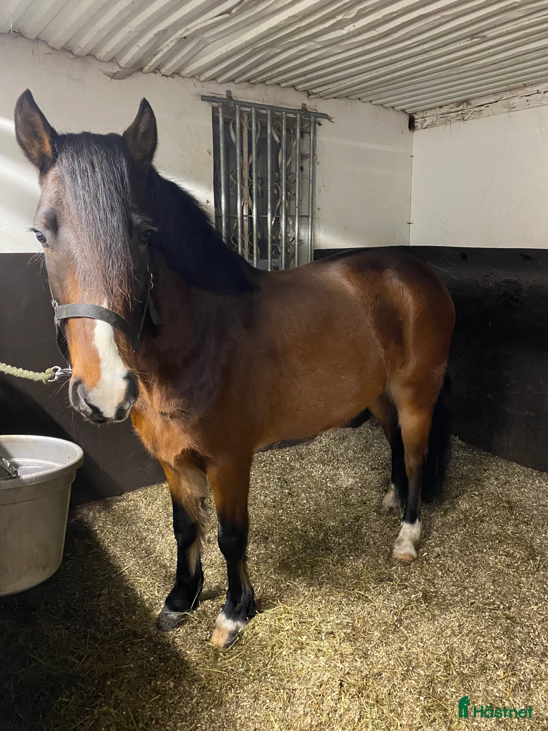 Allround hästar till salu: Oslipad diamant med fantastiskt temperament i Falköping - Annons 4