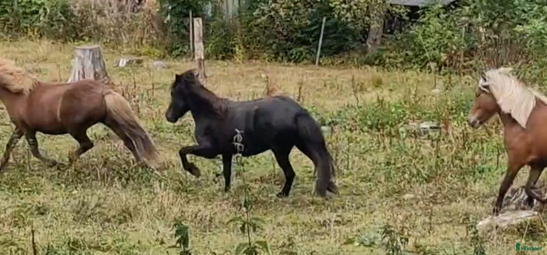 Island hästar till salu: 3 islandsston av hög kvalitet säljes pga flytt  i Fjärås - Annons 18