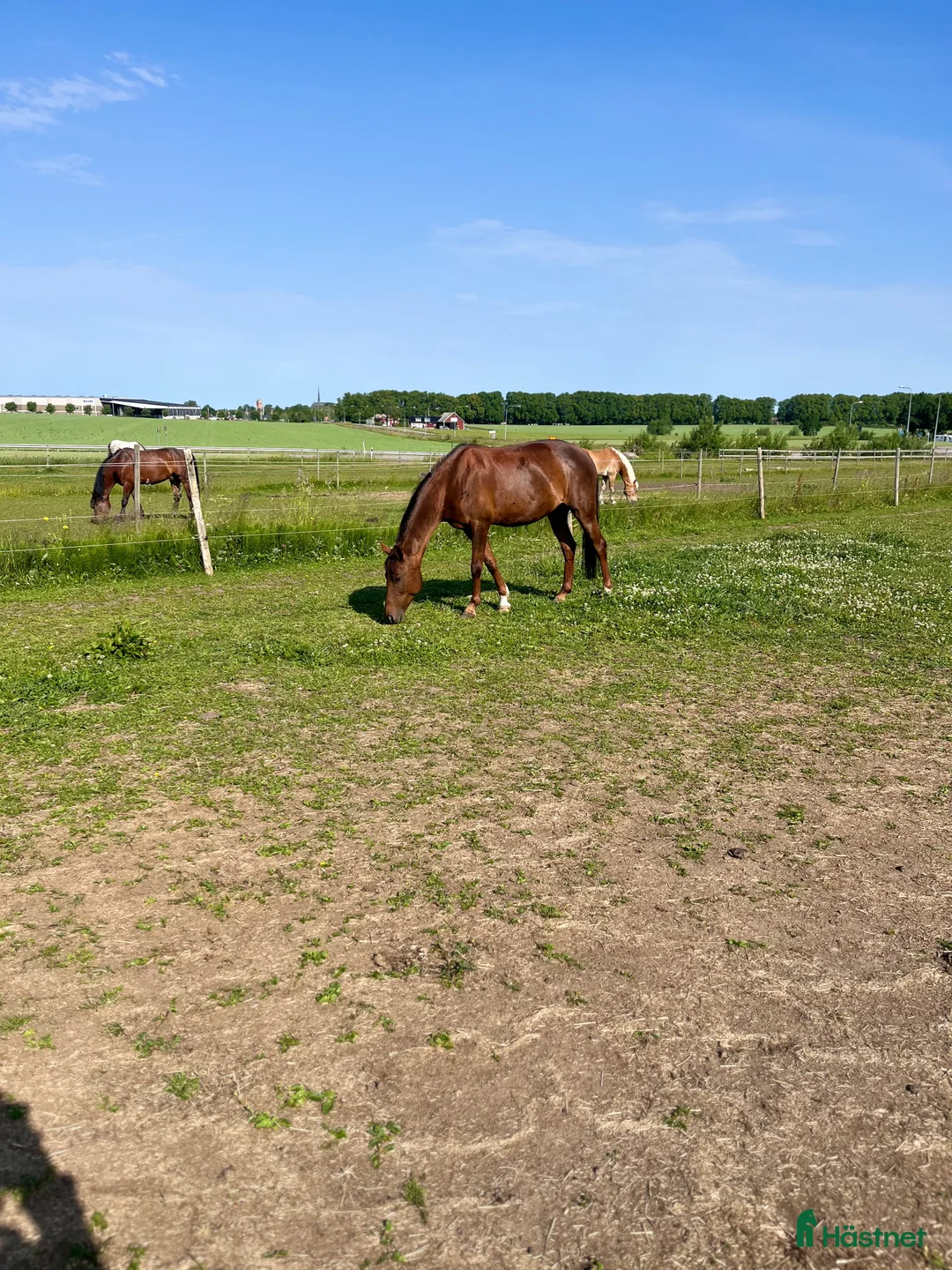 Hoppning hästar till salu: Hoppglad ponny i Vadstena - Annons 4