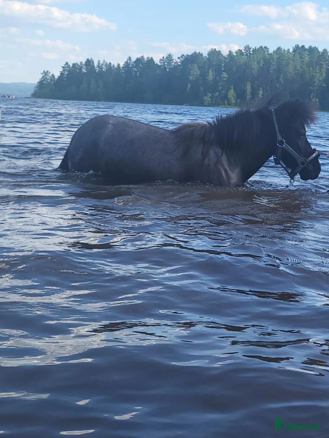 Körning hästar till salu: Väl inkörd valack. Bruks/ponnytrav. - Annons 4