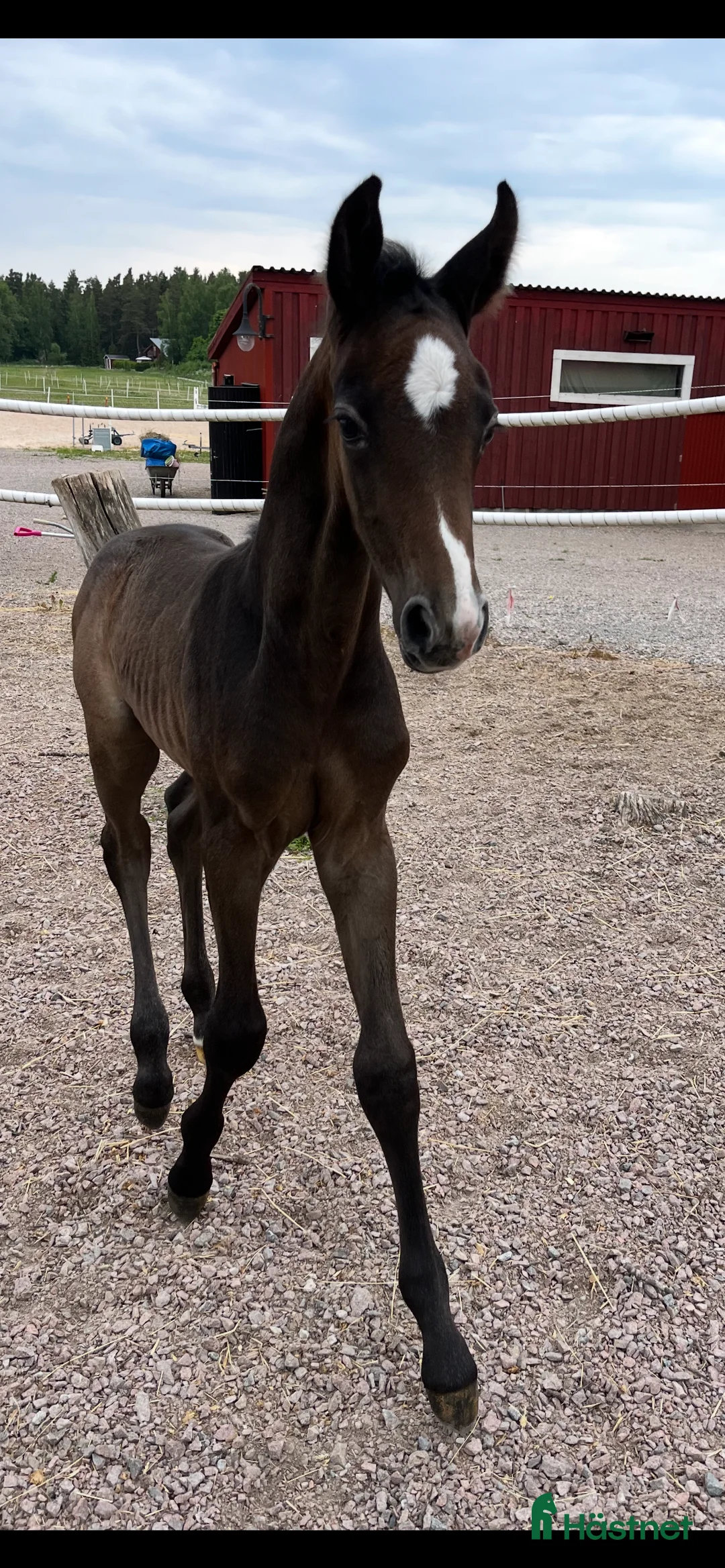 Hoppning hästar till salu: Unghästar, flera i Västerås - Annons 2