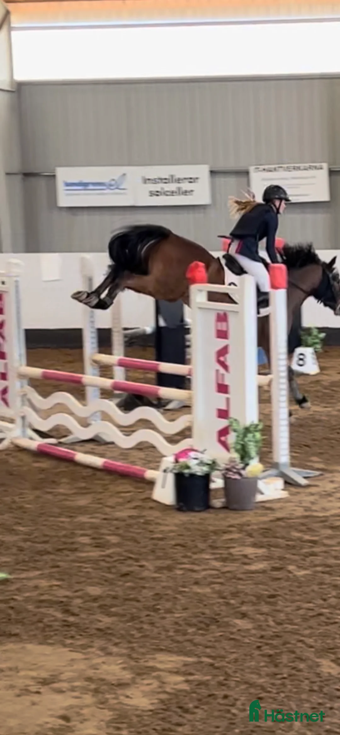 Hoppning hästar till salu: Projektponny med potential  i Valla - Annons 3