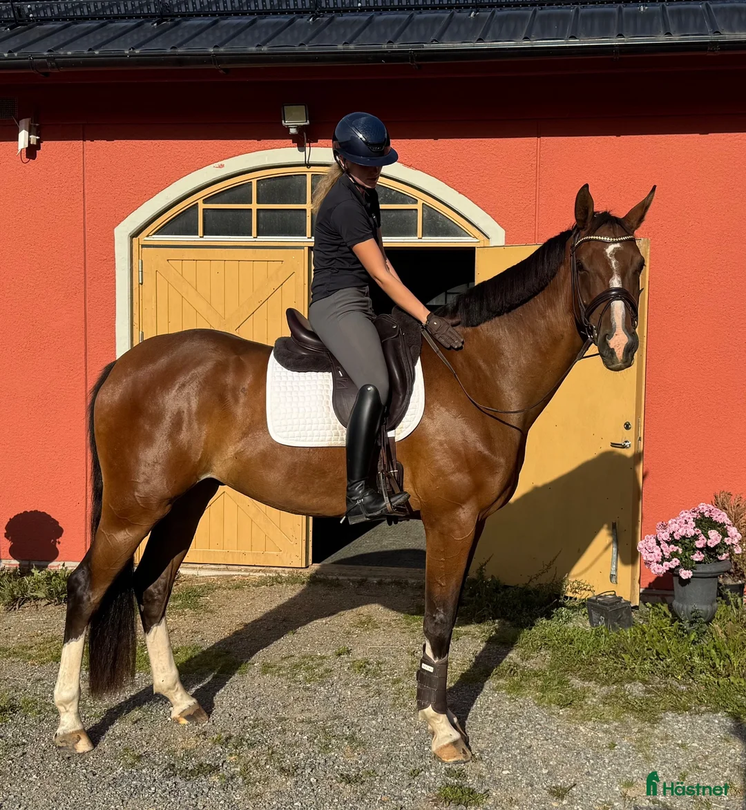 Dressyr hästar till salu: Lovande fyraåring  - Annons 2