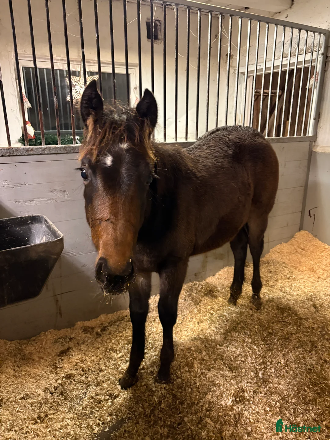 Western hästar till salu: Quartersto i Tidaholm - Annons 2