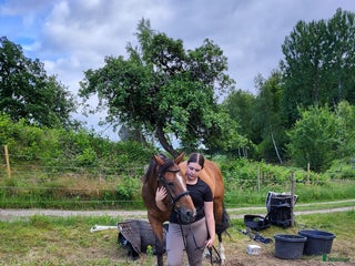 hästar Säljes i Bräkne-Hoby - Annons 15