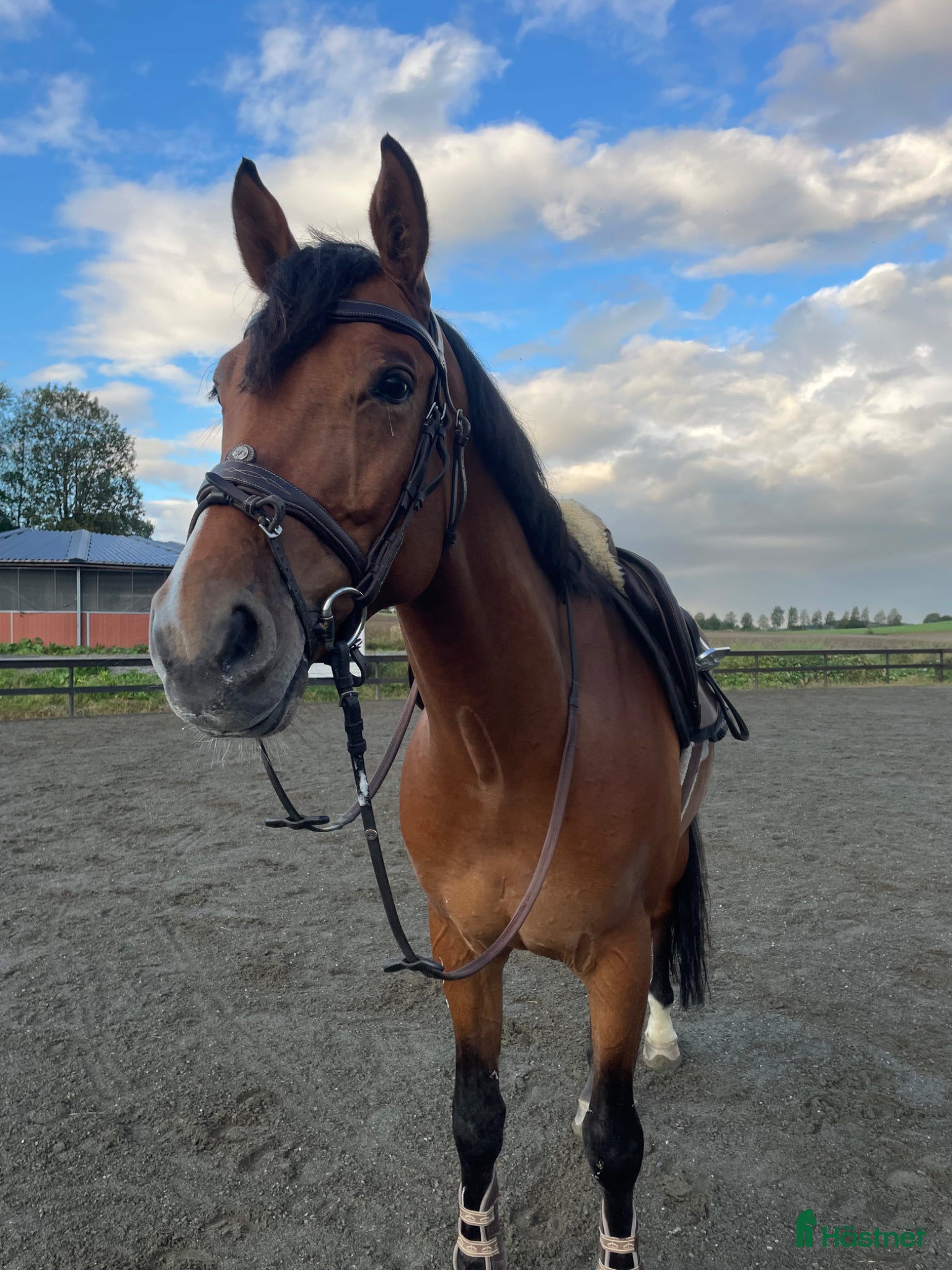  hästar Super 6 åring til salgs!  - Annons 9