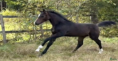  hästar i Agunnaryd - Annons 12