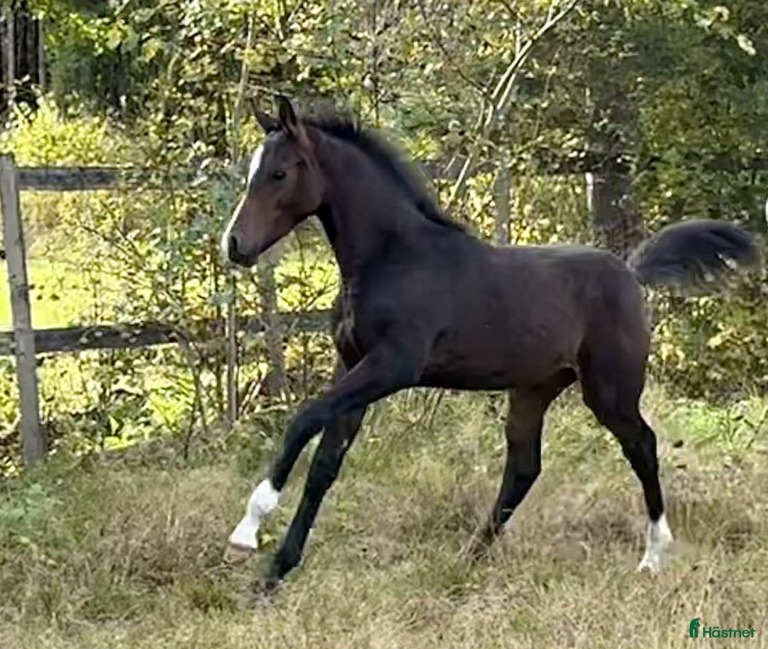 Allround hästar till salu: Superfin! i Agunnaryd - Annons 2