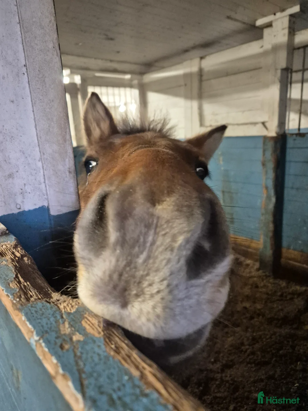 Allround hästar till salu: Sällskap, ponnyridning, körning!? i Karlstad - Annons 4