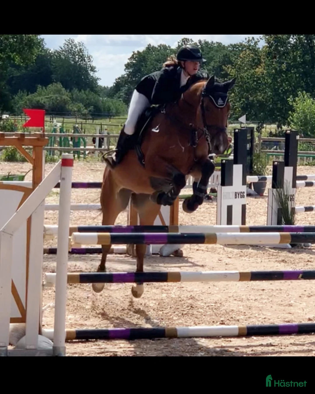 Allround hästar till salu: Socialt och trevligt sto - Annons 2