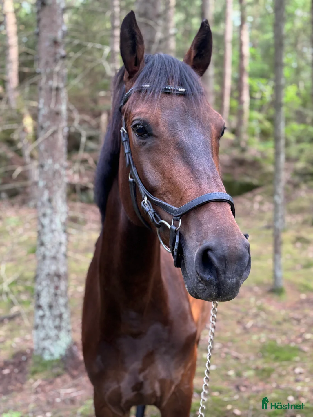 Dressyr hästar till salu: Bästa vän till träning eller tävling  i Kode - Annons 2
