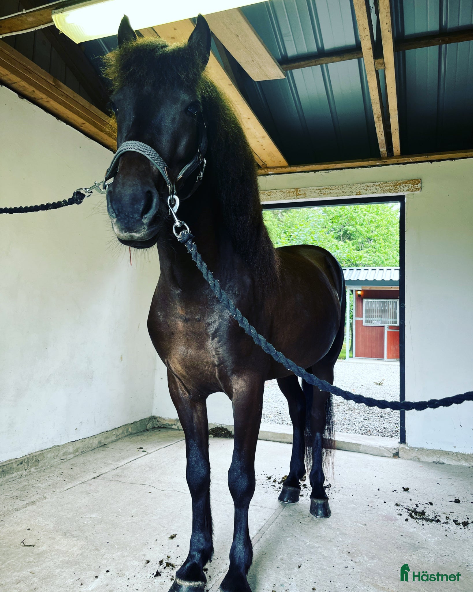  hästar Blakkur från Knutshyttan - Annons 2