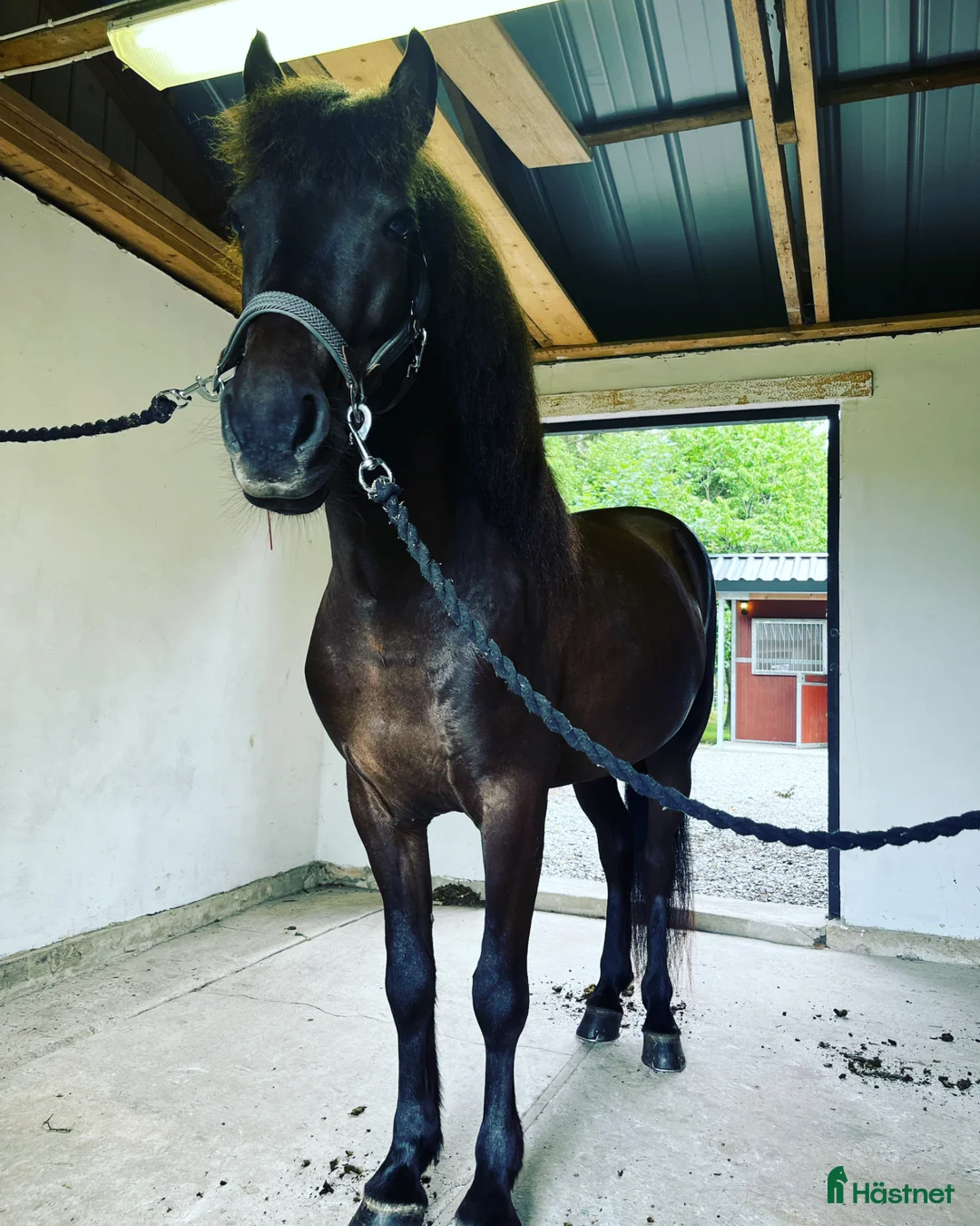 Island hästar till salu: Blakkur från Knutshyttan - Annons 2