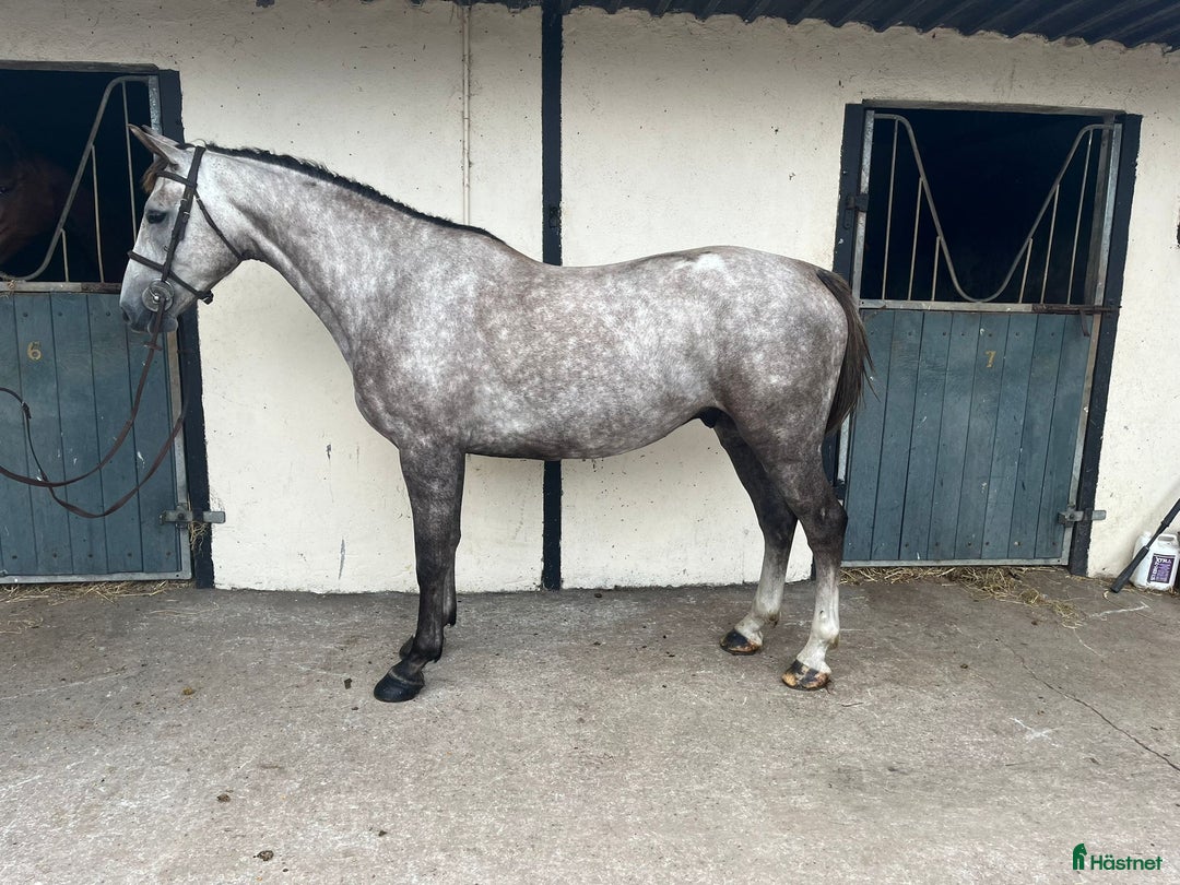 Allround hästar till salu: Alrounder/ Showjumping Horse  i Vrigstad - Annons 4