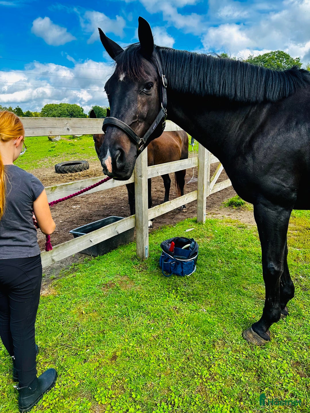 Dressyr hästar till salu: Snygg valak! i Östra Ljungby - Annons 1