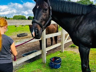 hästar Snygg valak! i Östra Ljungby - Annons 11