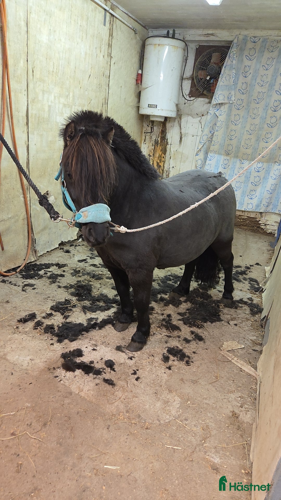  hästar Ponnyn alla drömmer om!🌟 - Annons 2