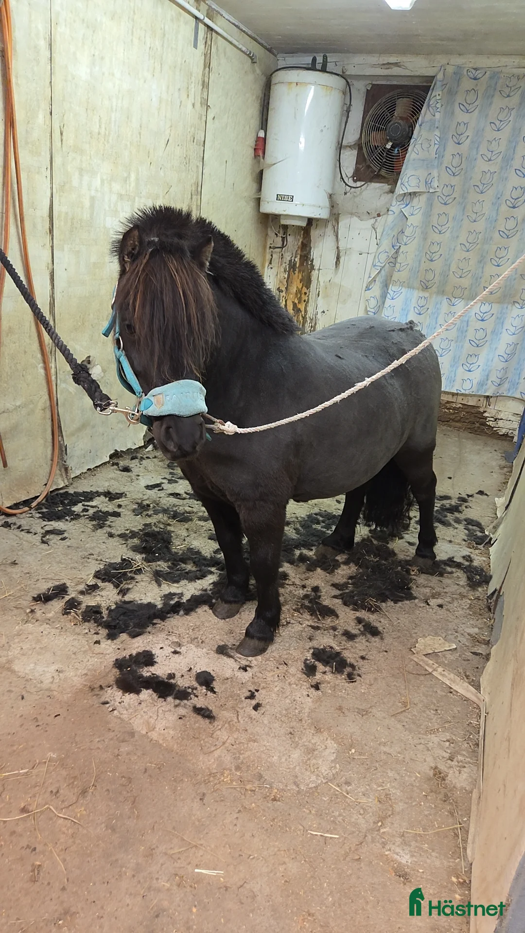 Körning hästar till salu: Ponnyn alla drömmer om!🌟 - Annons 2