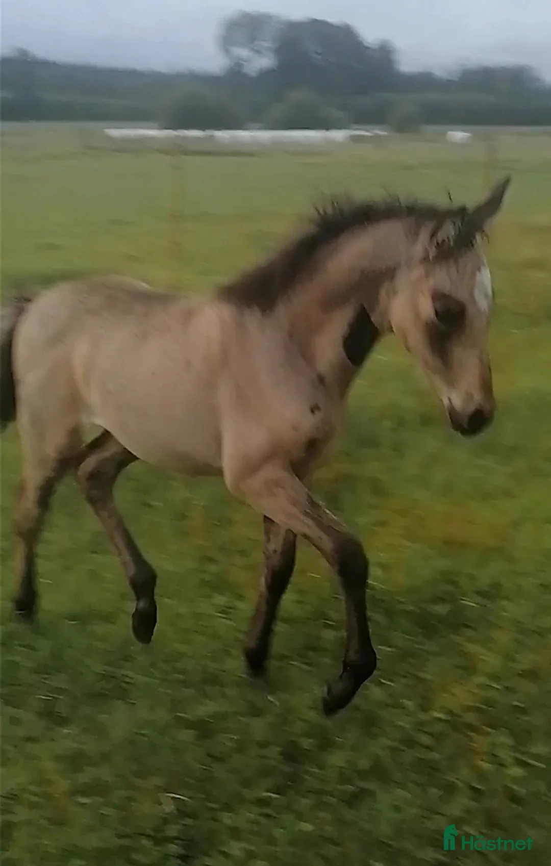 Allround hästar till salu: Doremi vill ha en egen människa  i Motala - Annons 4