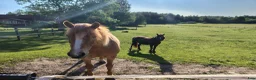 Allround hästar till salu: Ponny säljes för skogsridning  i Ålberga - Annons 1