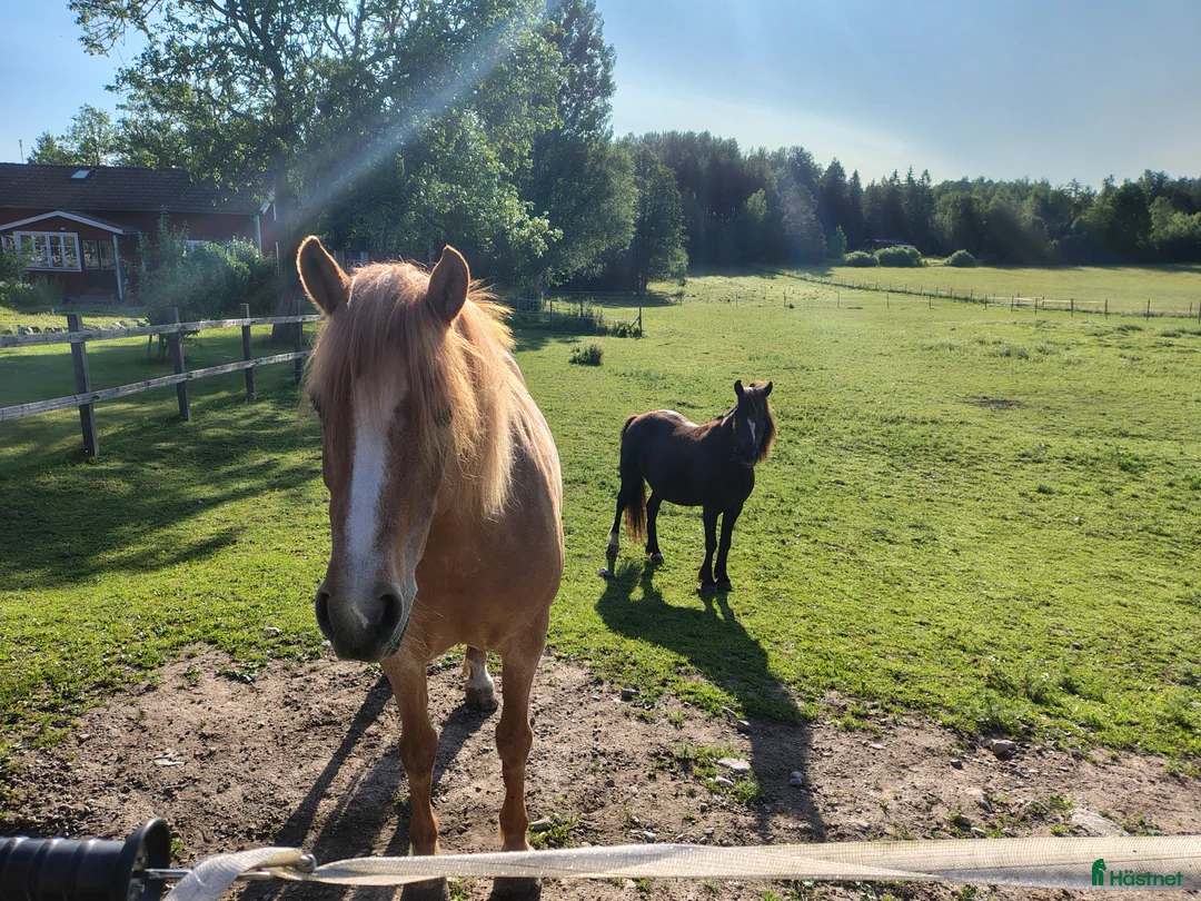 Allround hästar till salu: Ponny säljes för skogsridning  i Ålberga - Annons 1