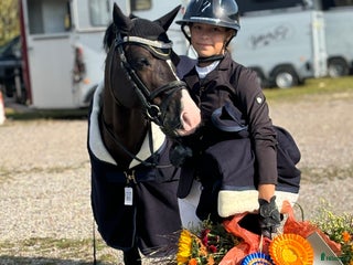 hästar i Göteborg - Annons 20