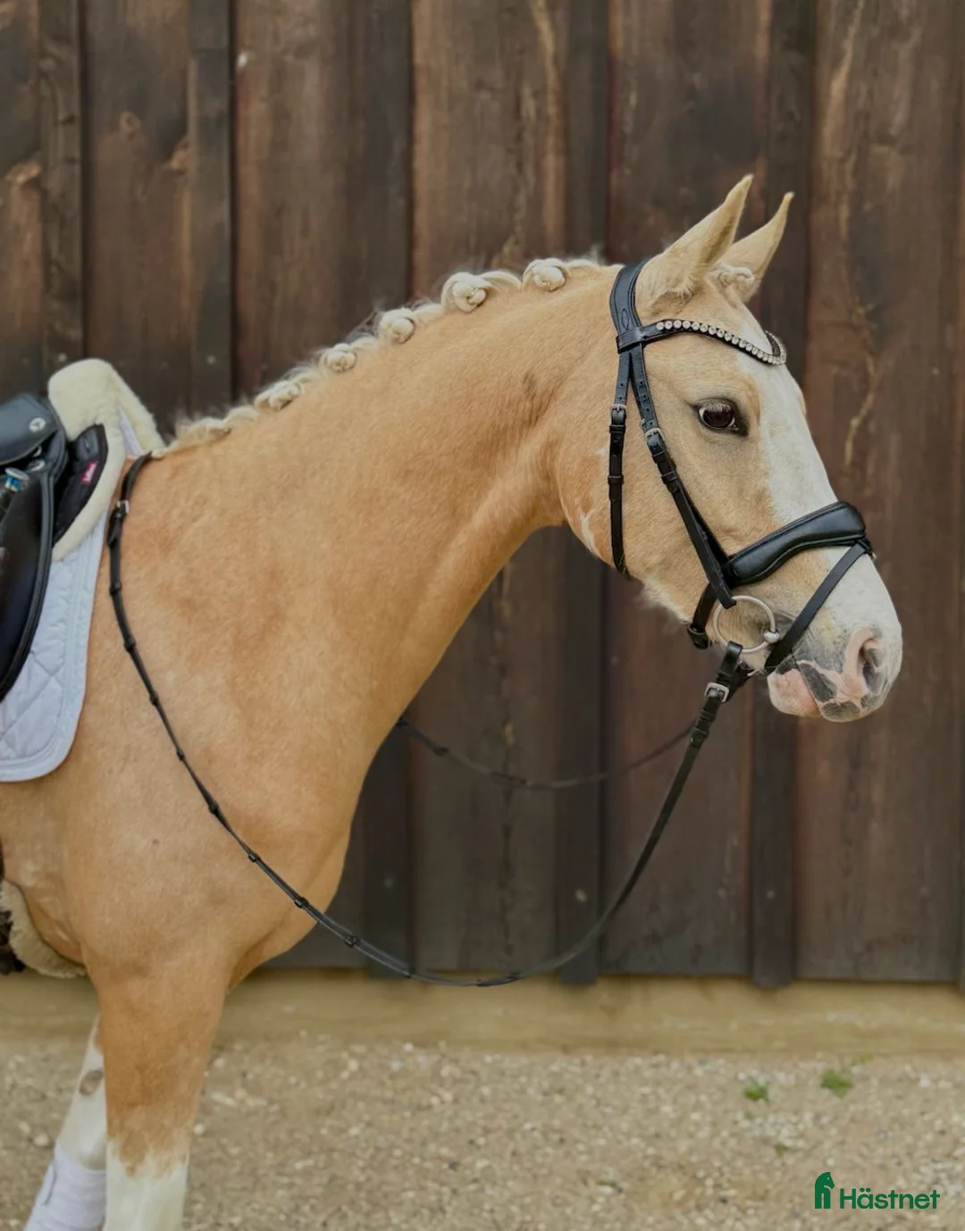 Dressyr hästar till salu: Upcoming kat. 2 pony sælges  - Annons 2