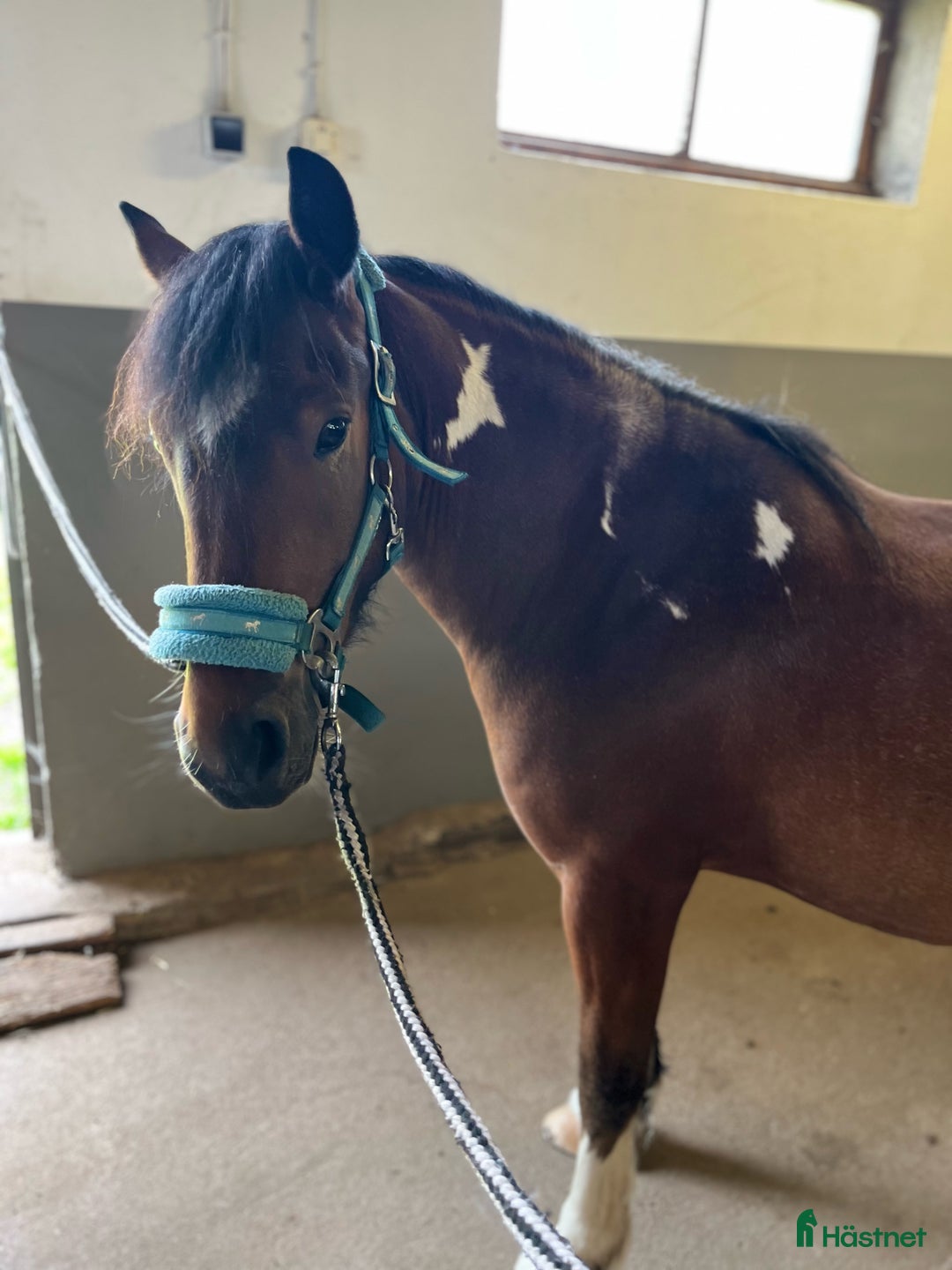 Allround hästar till salu: Irishcob korsning   i Vetlanda - Annons 4