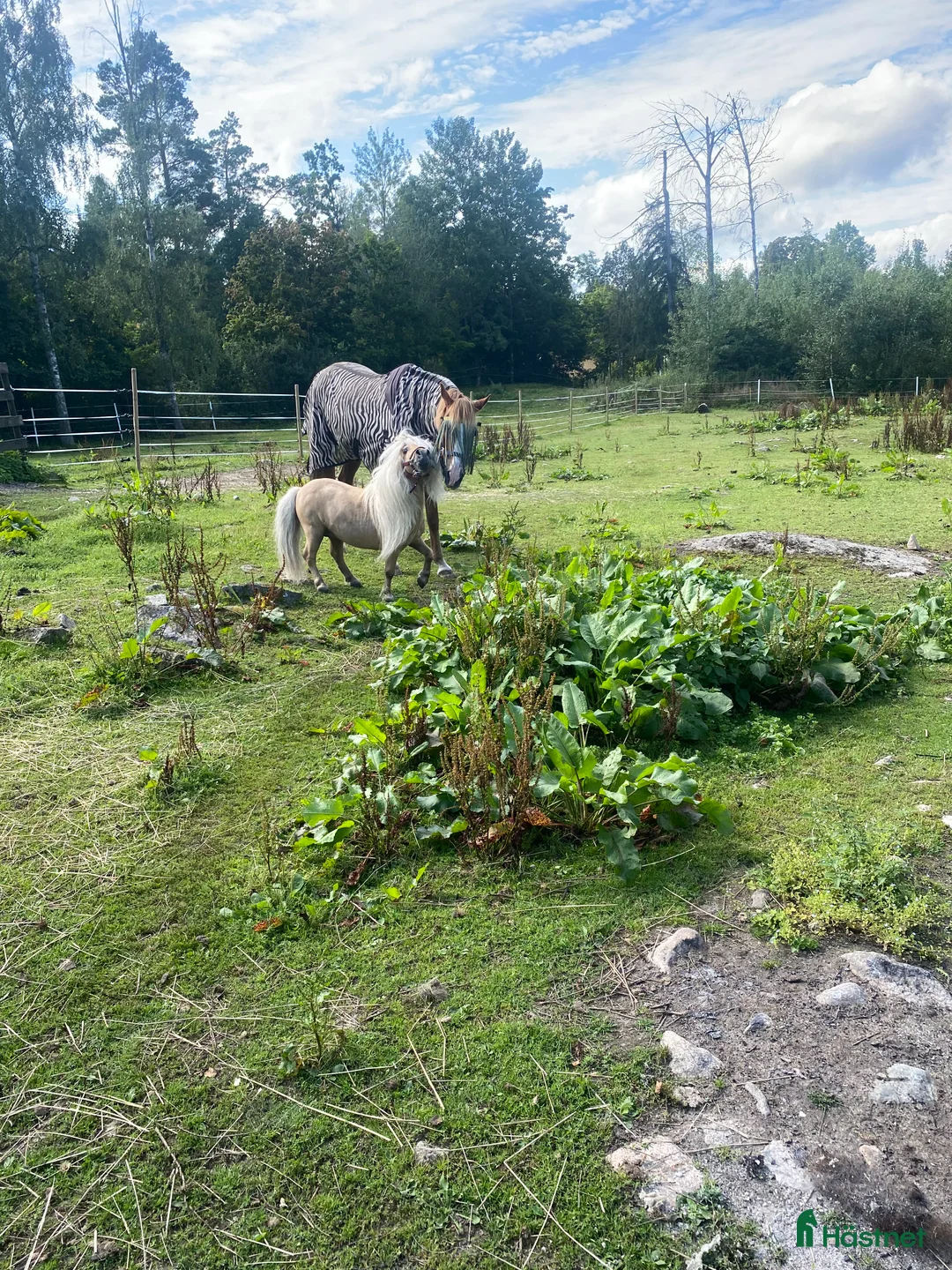 Sällskap hästar till salu: Charmig minishettis söker nytt hem! - Annons 2