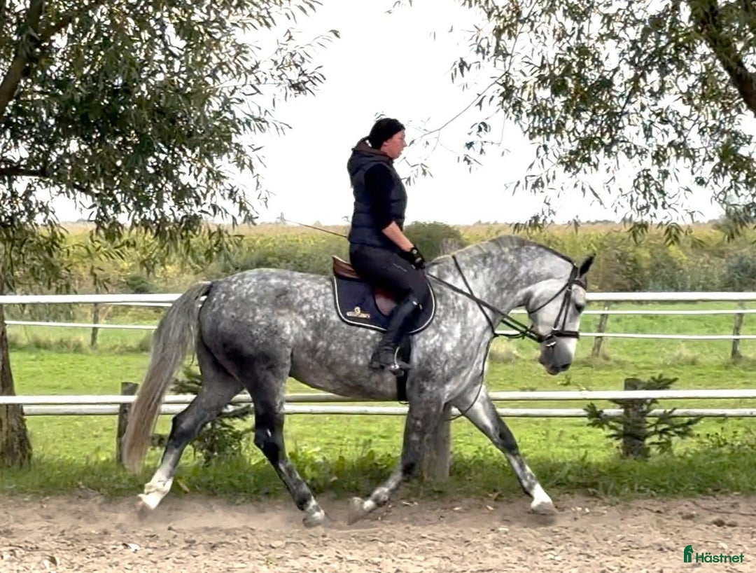Allround hästar till salu: Bella–gorgeous 4-year-old mare for everyone i Stockholm - Annons 2