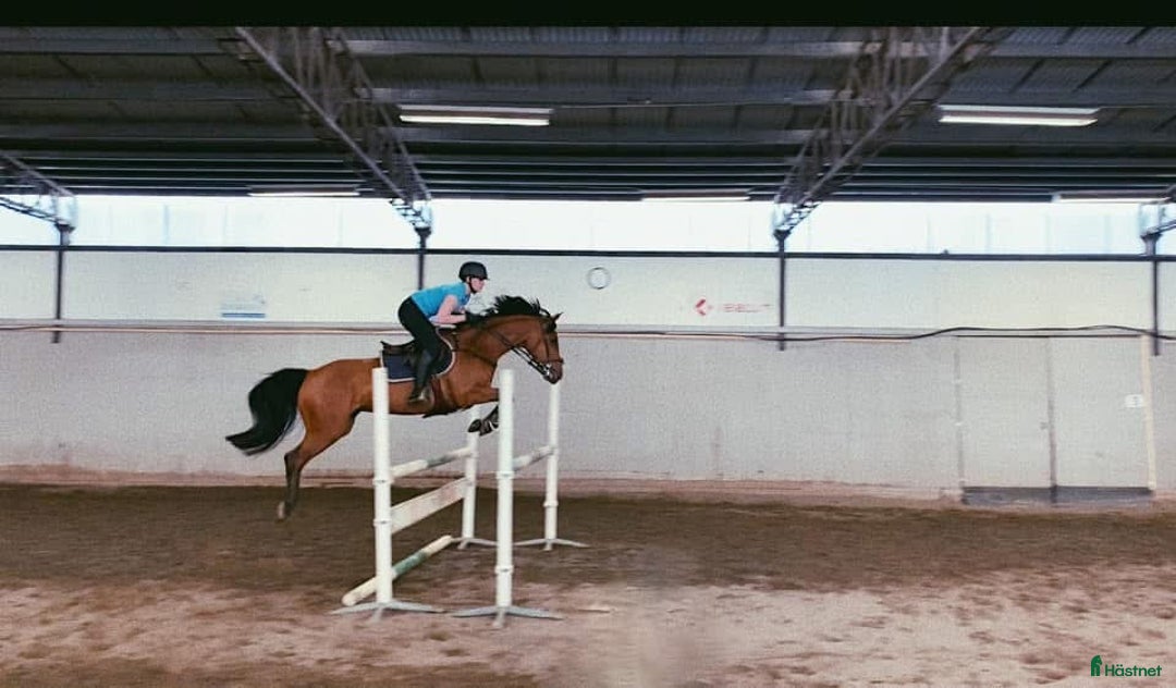 Allround hästar till salu: Vackert sto med fantastisk personlighet i Ytterby - Annons 2