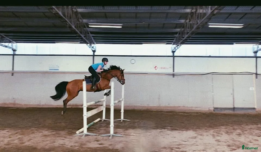 Allround hästar till salu: Vackert sto med fantastisk personlighet - Annons 2